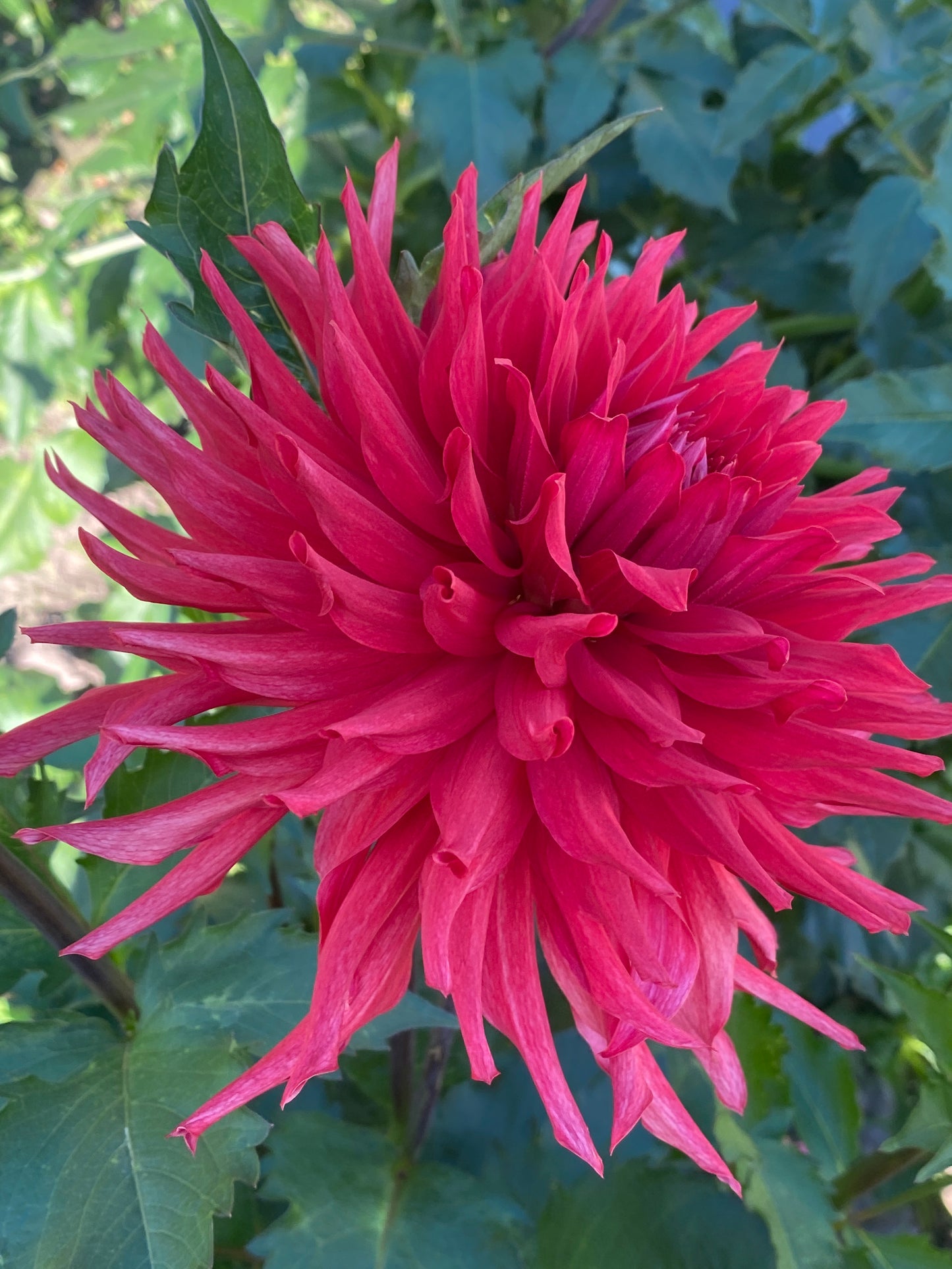 River's Dumpster Fire