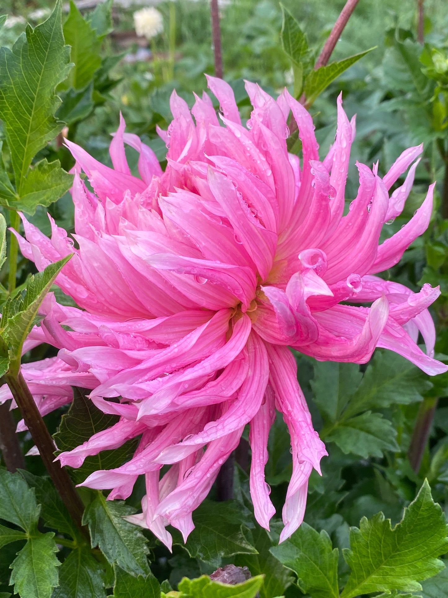 Hollyhill Cotton Candy