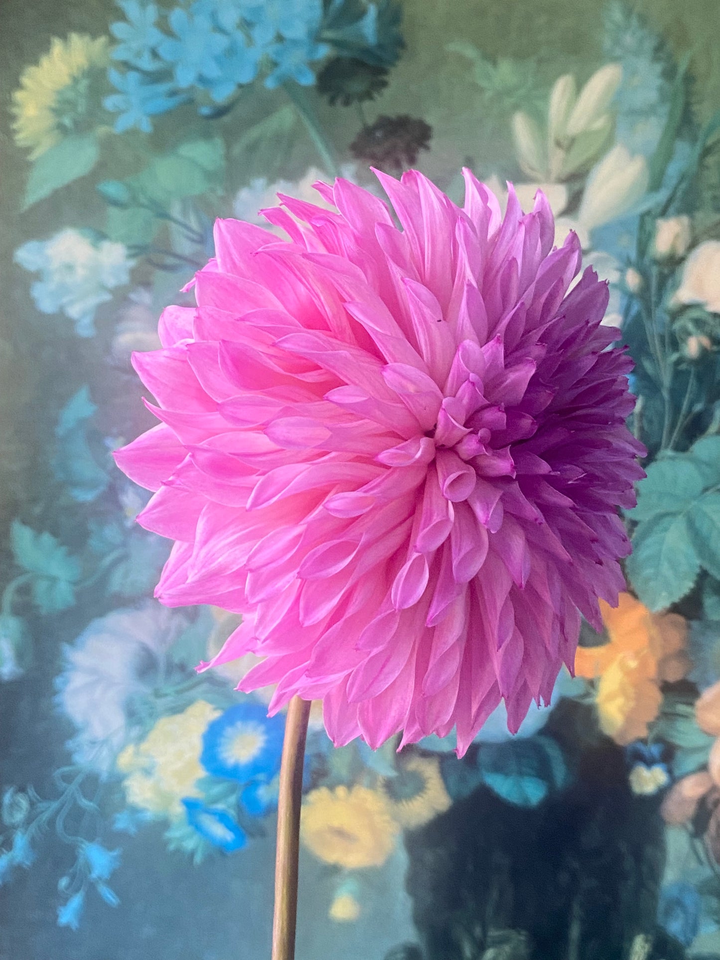 Lee's Flute Loop Lavender