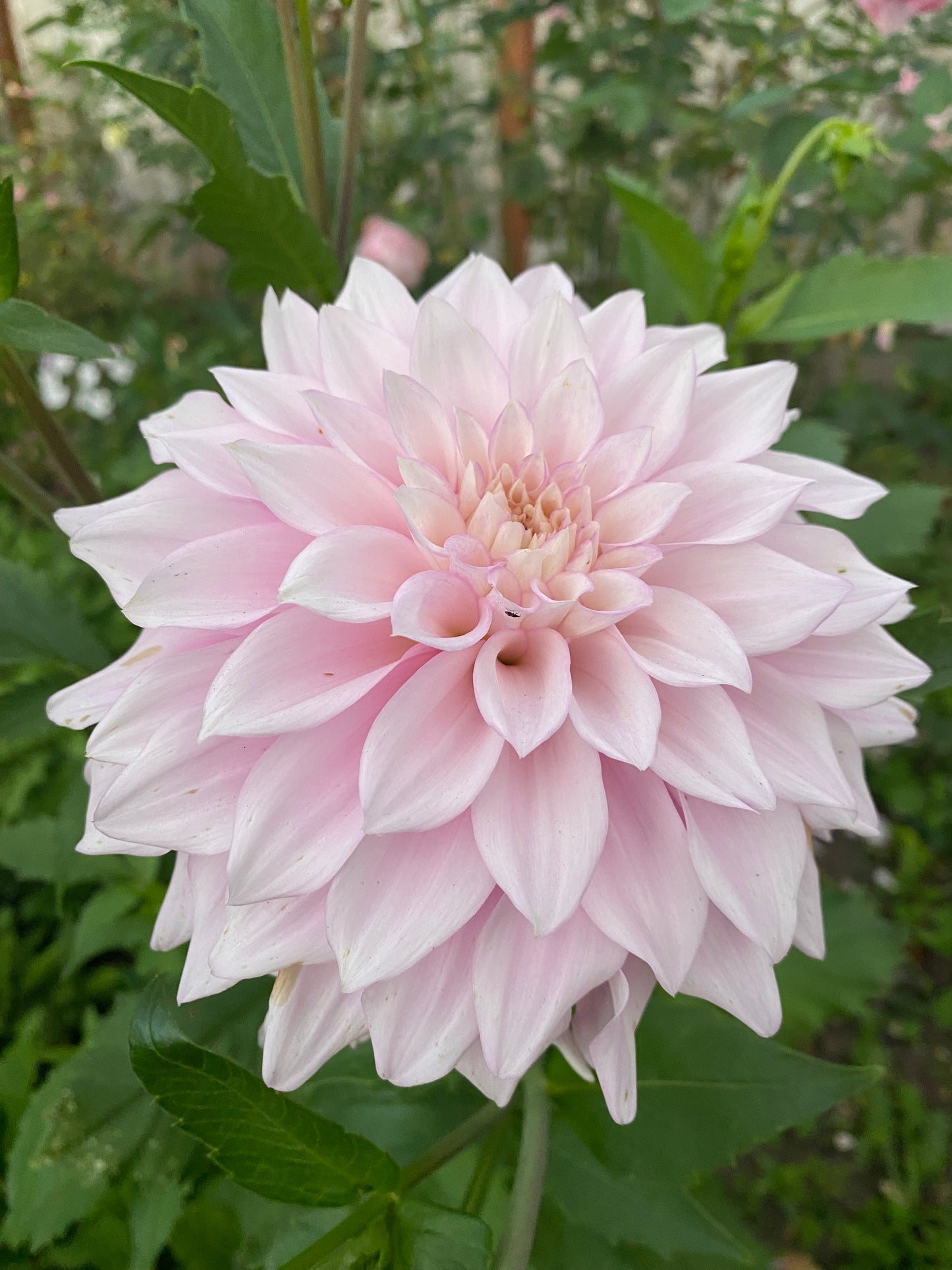 Lee's Blushed Charmeuse