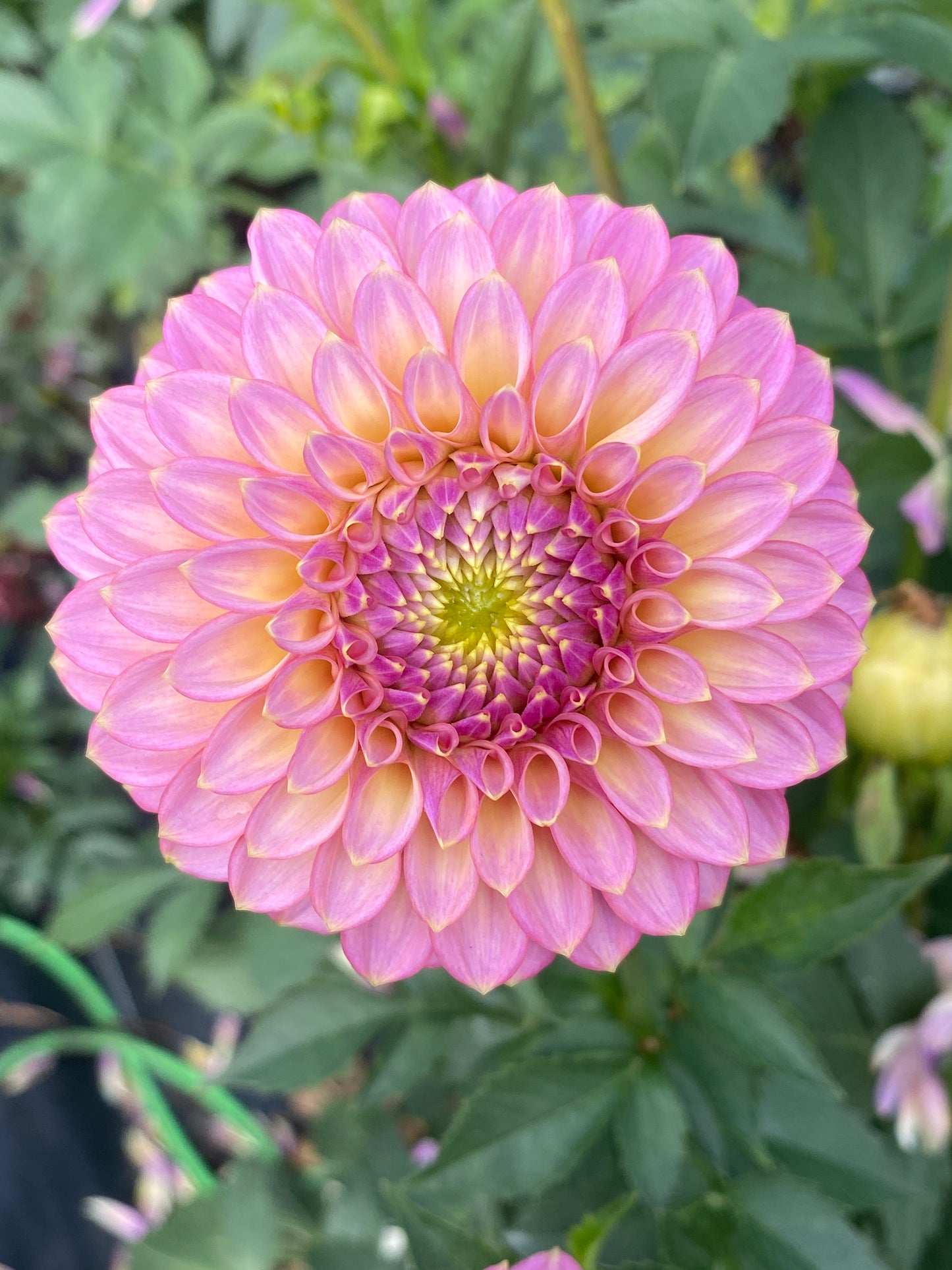 Skipley Spot of Gold