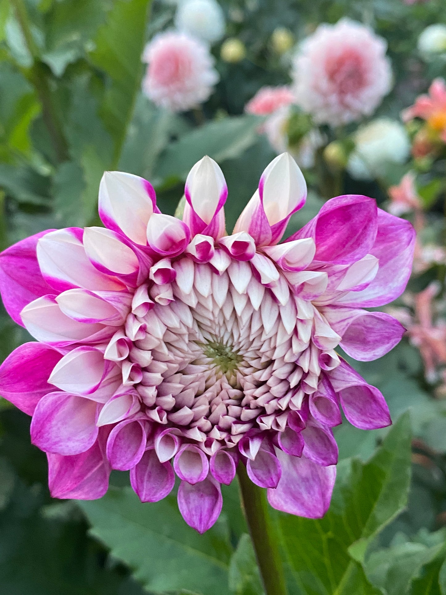 Hollyhill Double Take