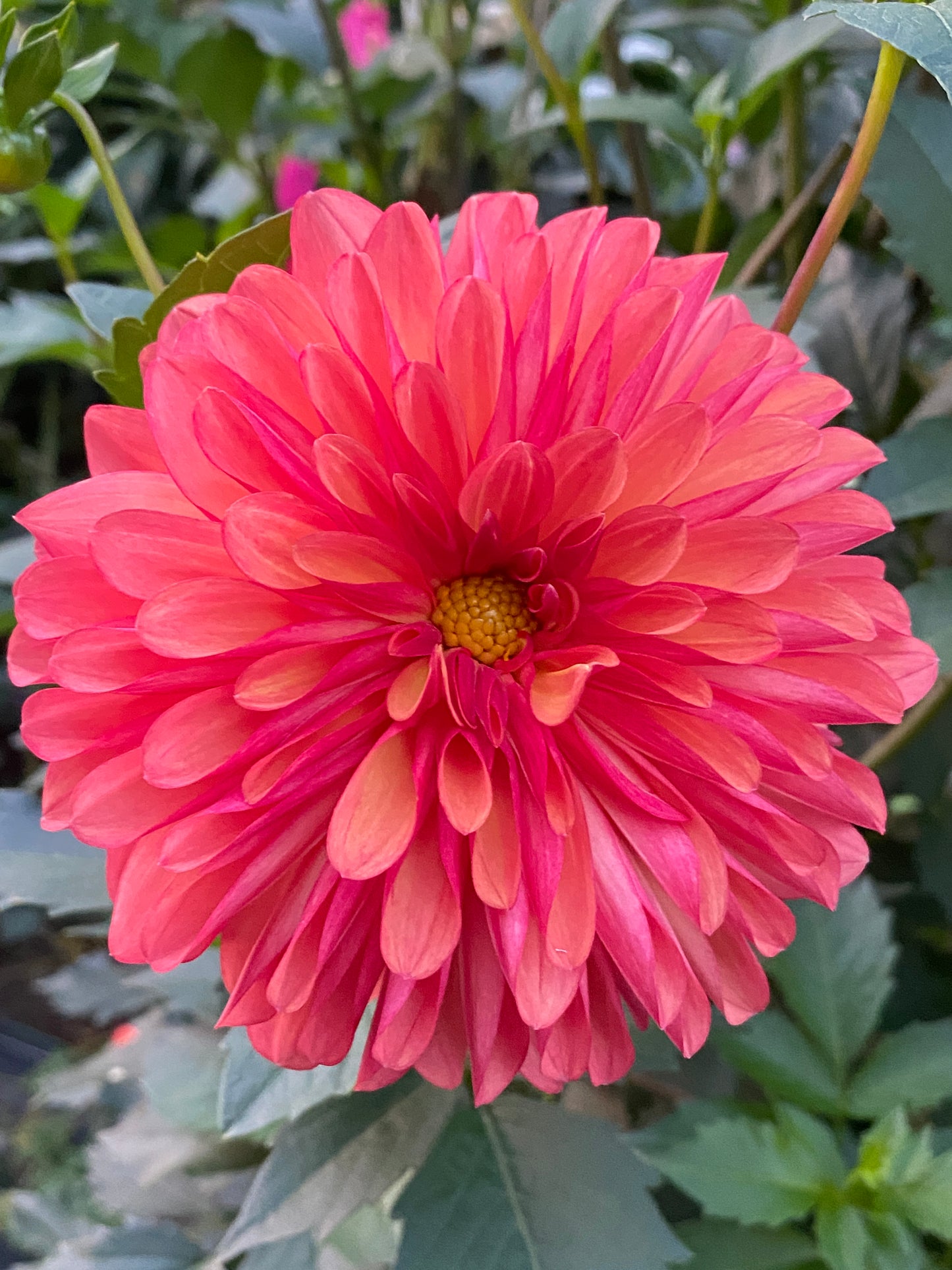 Bloomquist Footloose