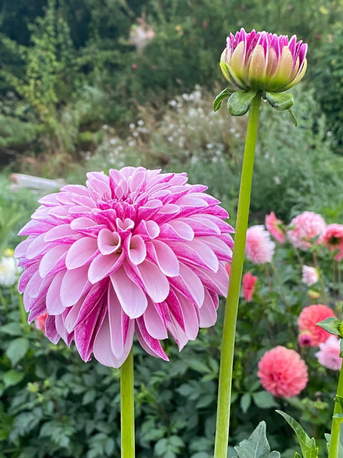 Salish Twilight Girl