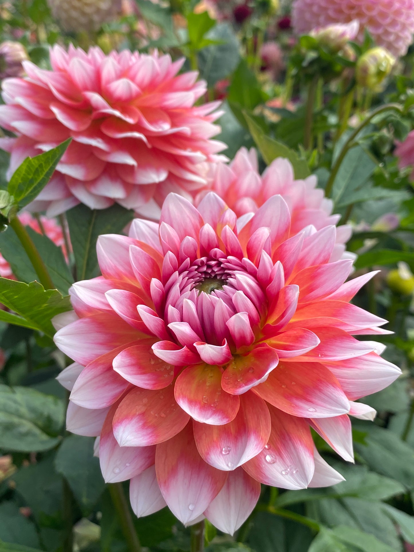 Summit Festival Tuber