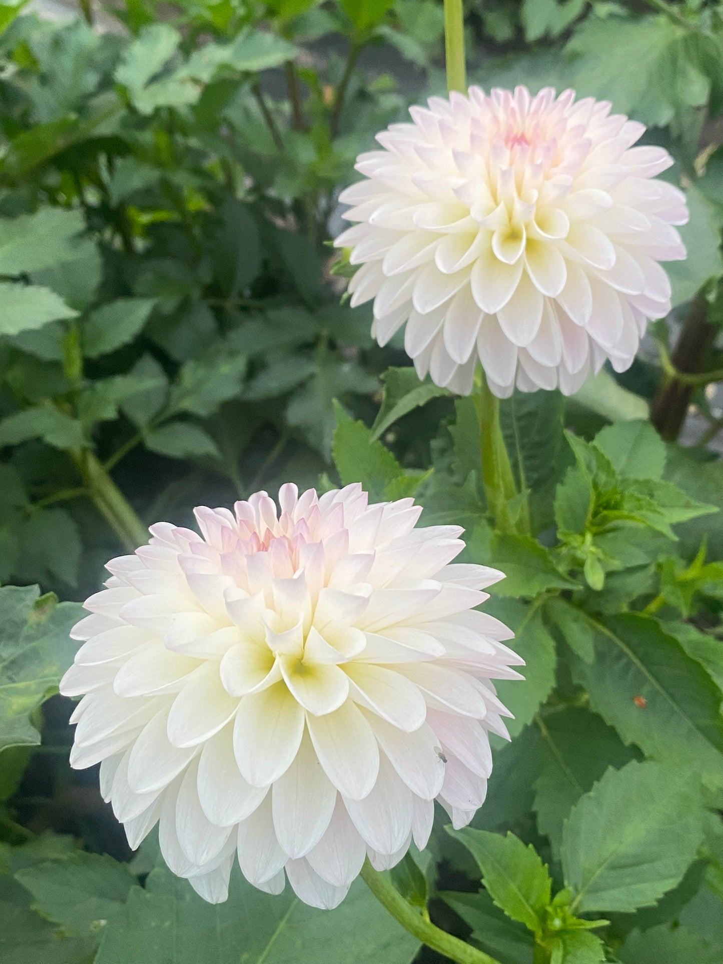 Tahoma Stellar Feller