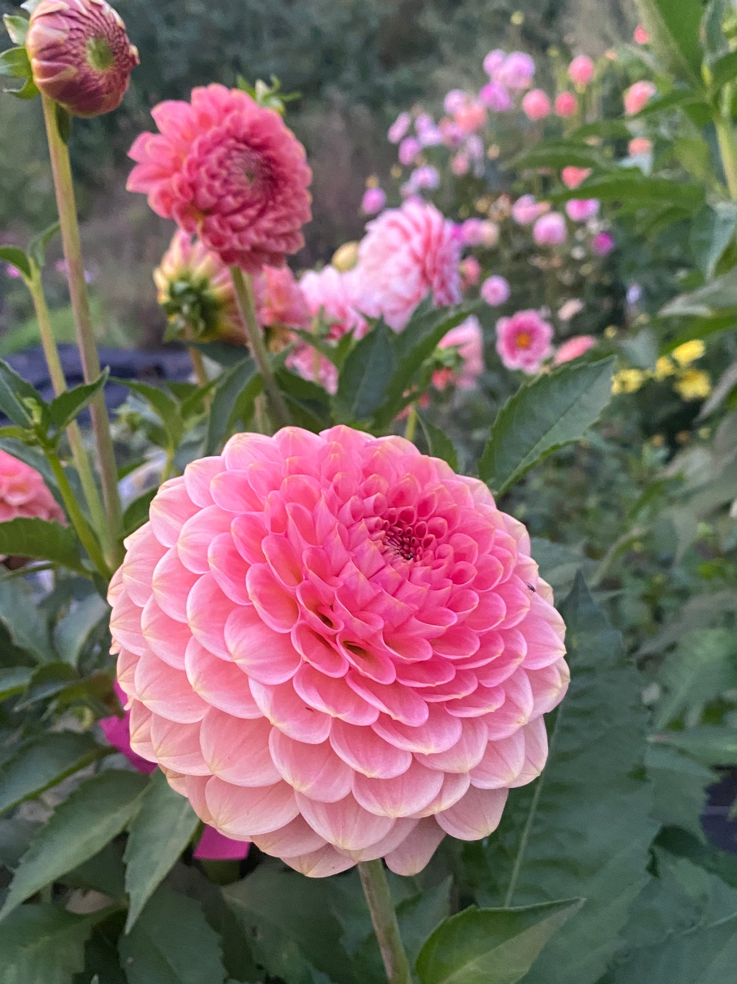 20th Ave Softer Peach