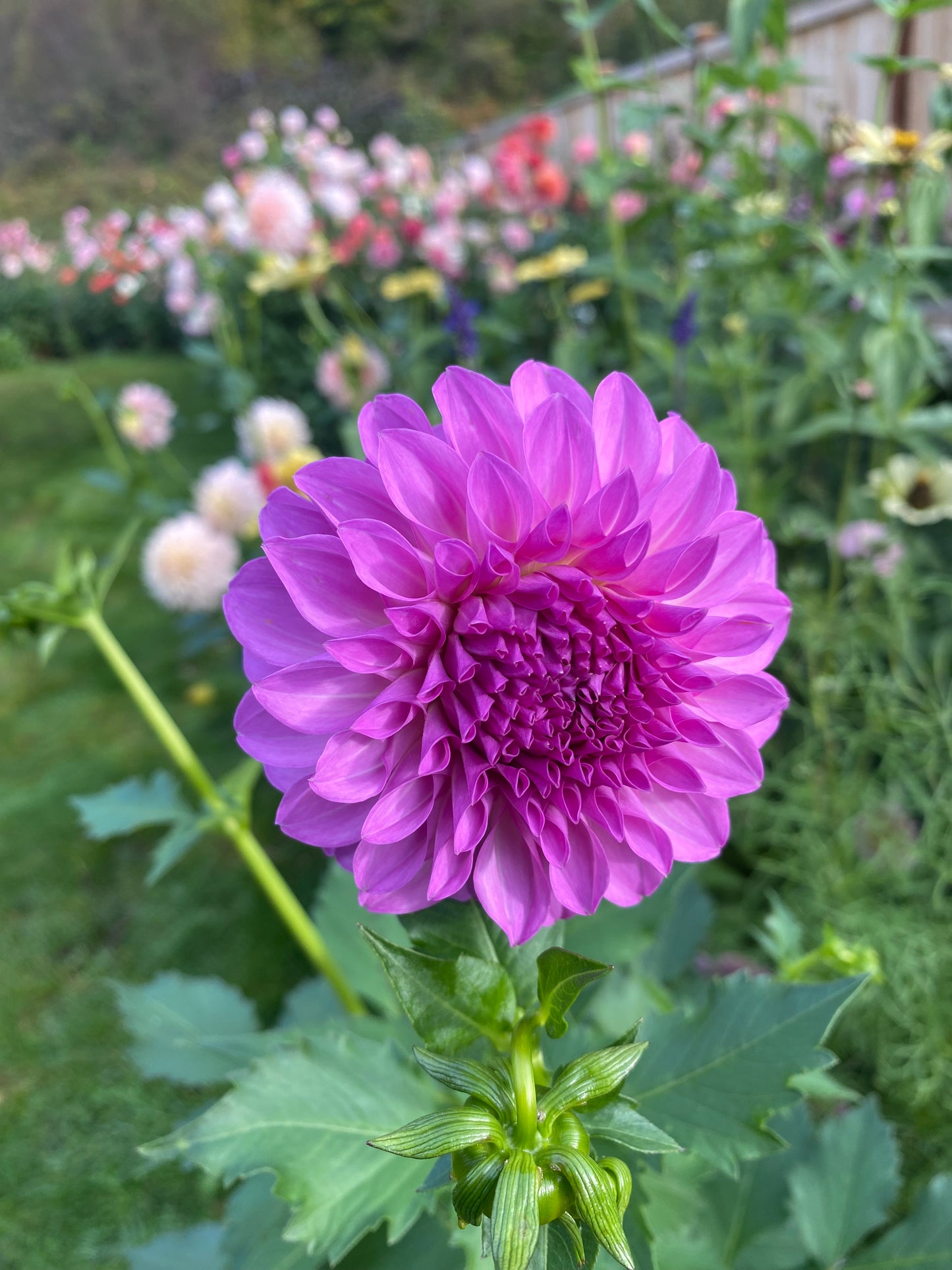 20th Ave Pure Prince