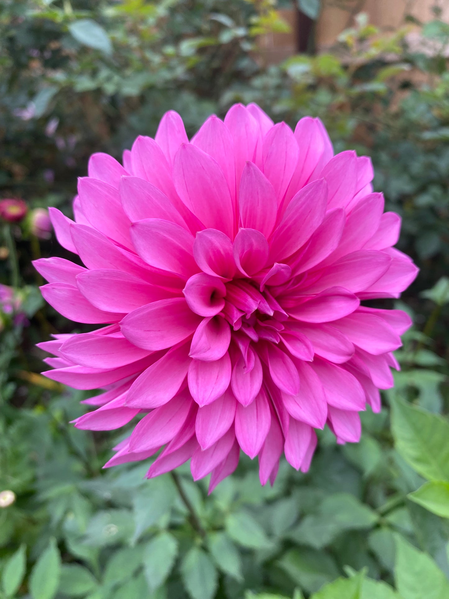 Bloomquist Pinwheel Tuber