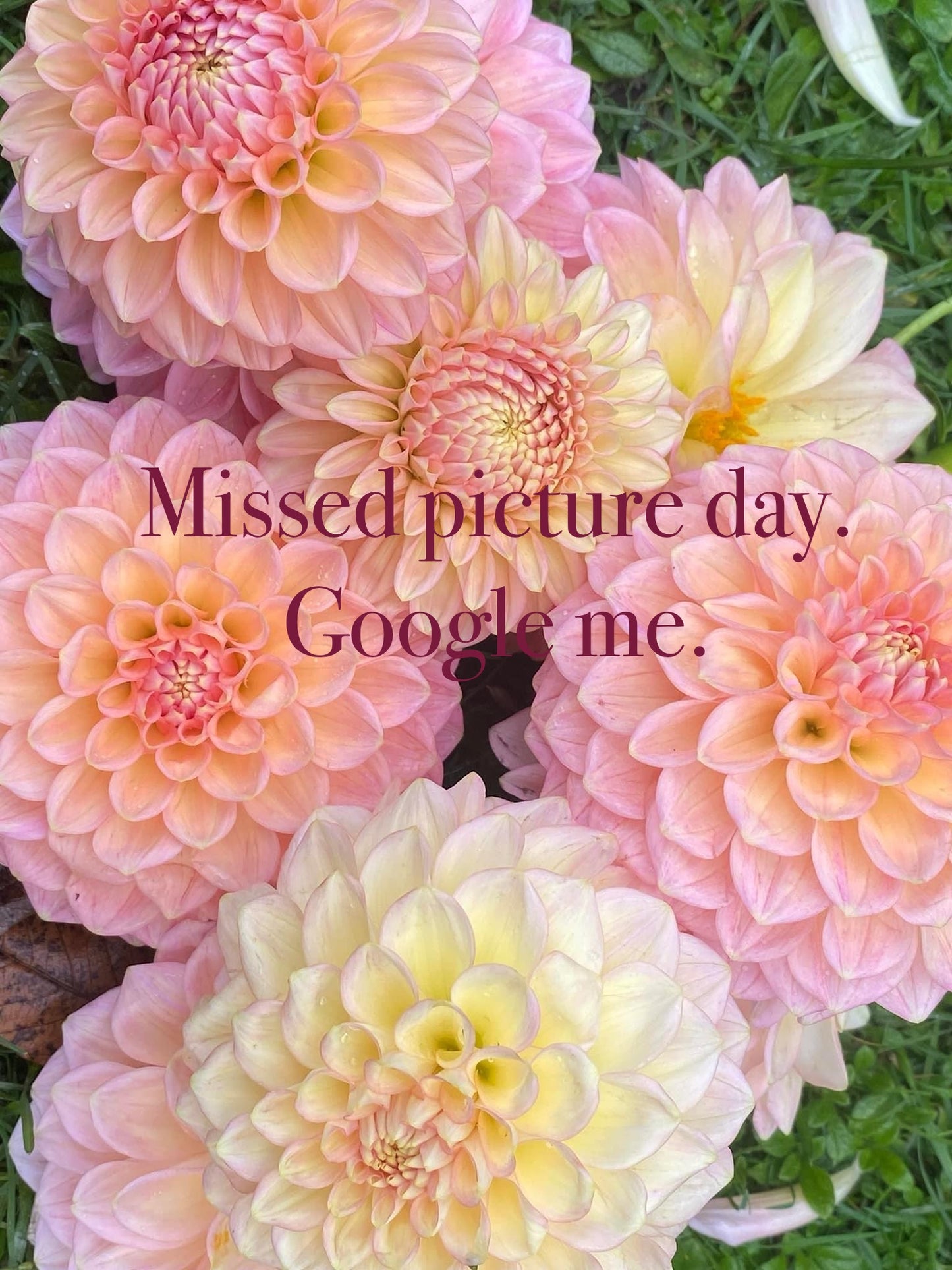 Missed picture day. Google me.