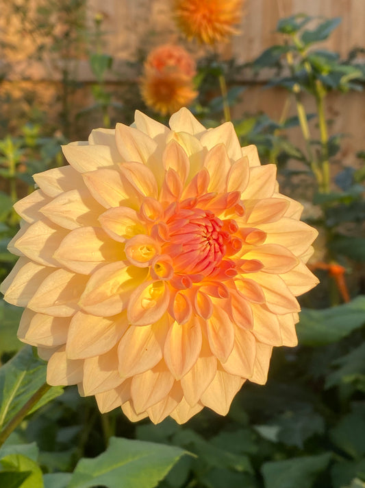 Bloomquist Alan Tuber