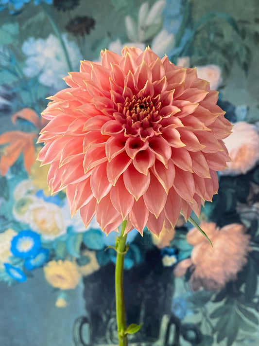 Coral Sea