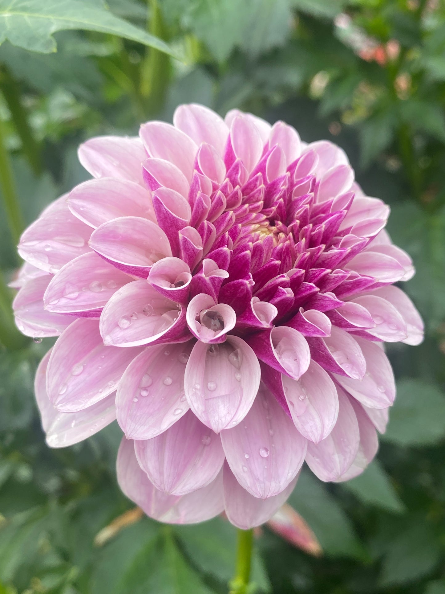 Salish Twilight Girl