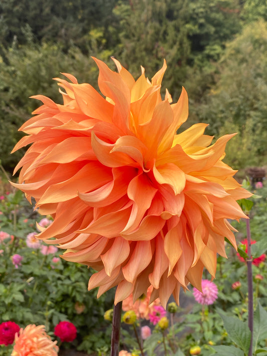 Bloomquist Snickerdoodle