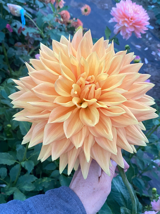 Hollyhill Icarus