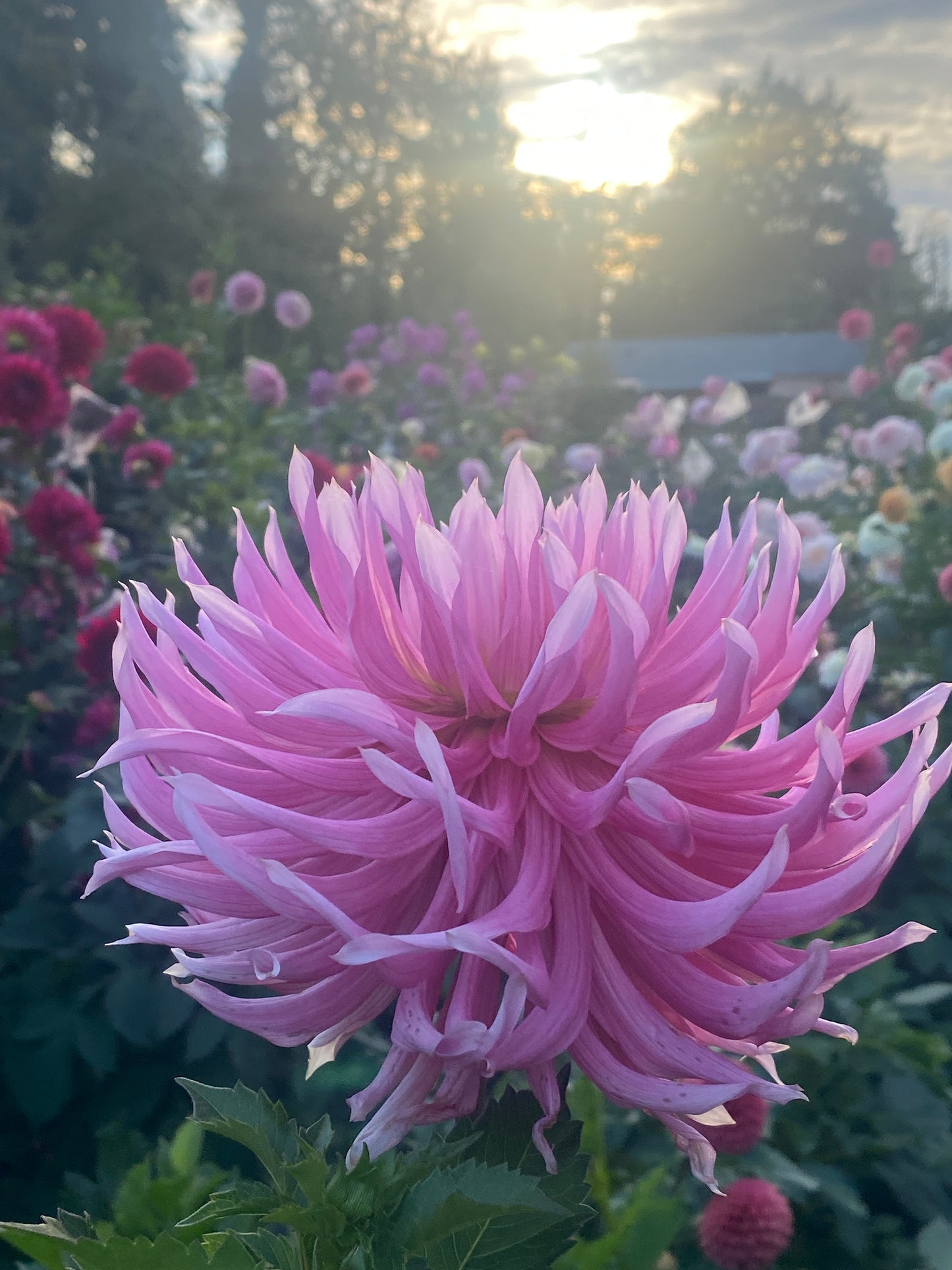 Hollyhill Cotton Candy