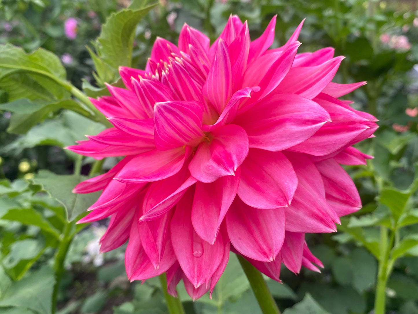 Lee's Watermelon Granita