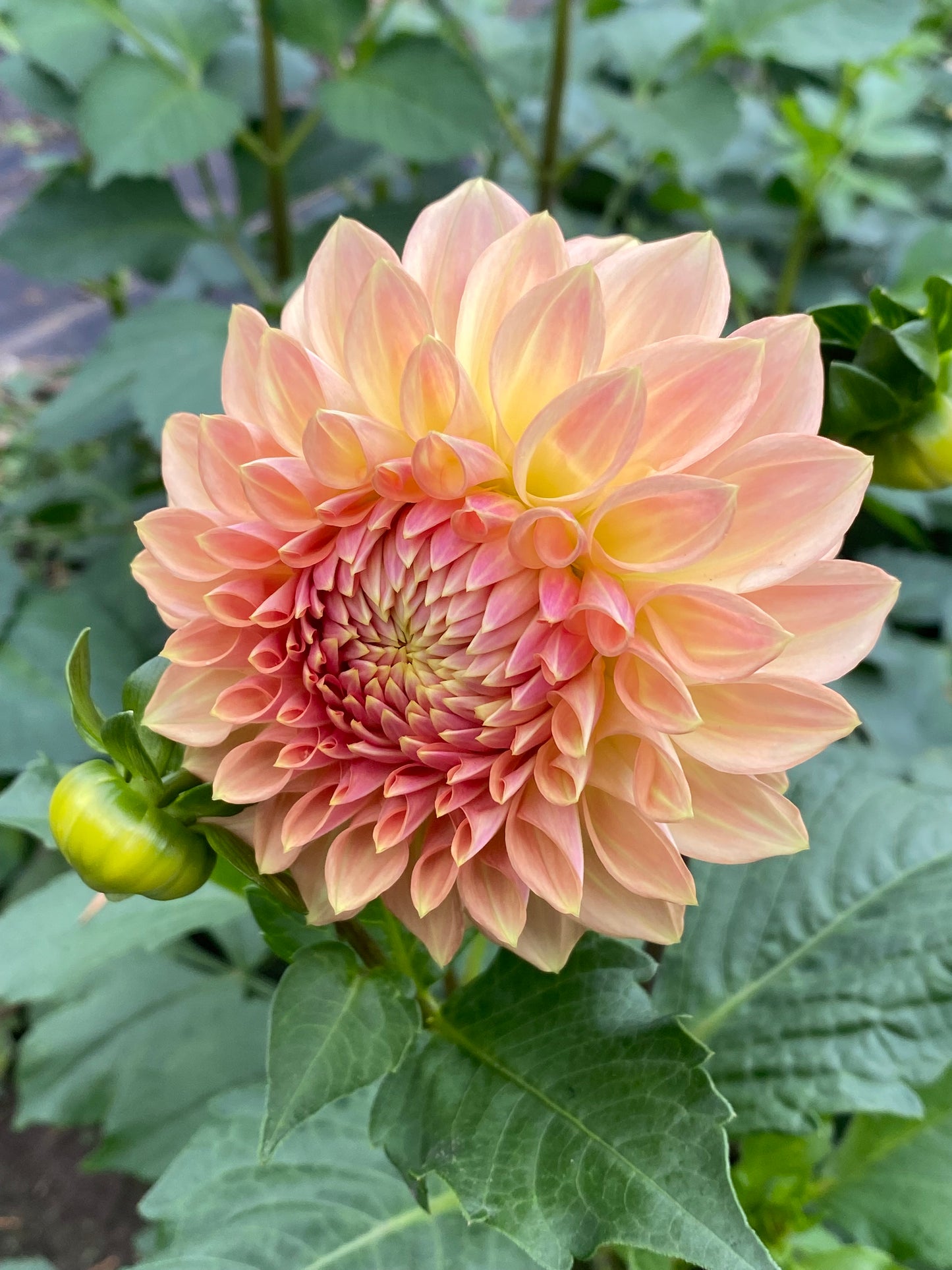 Bloomquist Alan Tuber