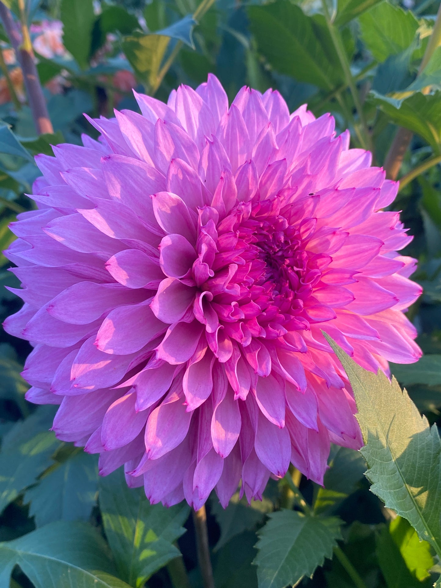 Lee's Flute Loop Lavender