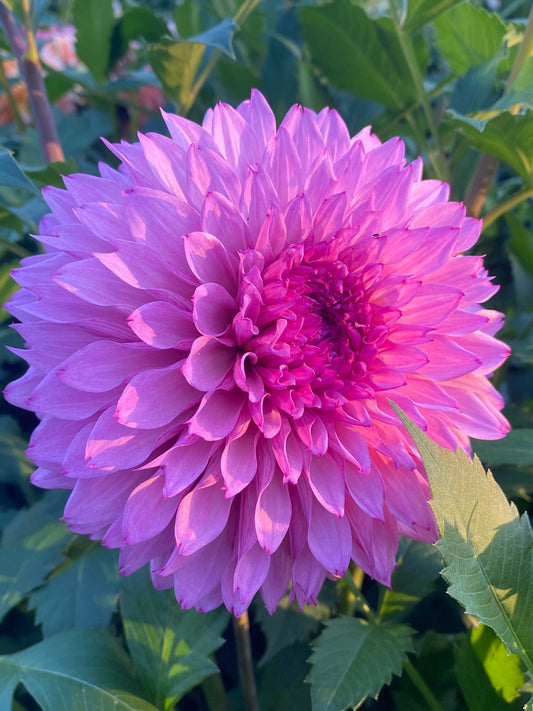 Lee's Flute Loop Lavender