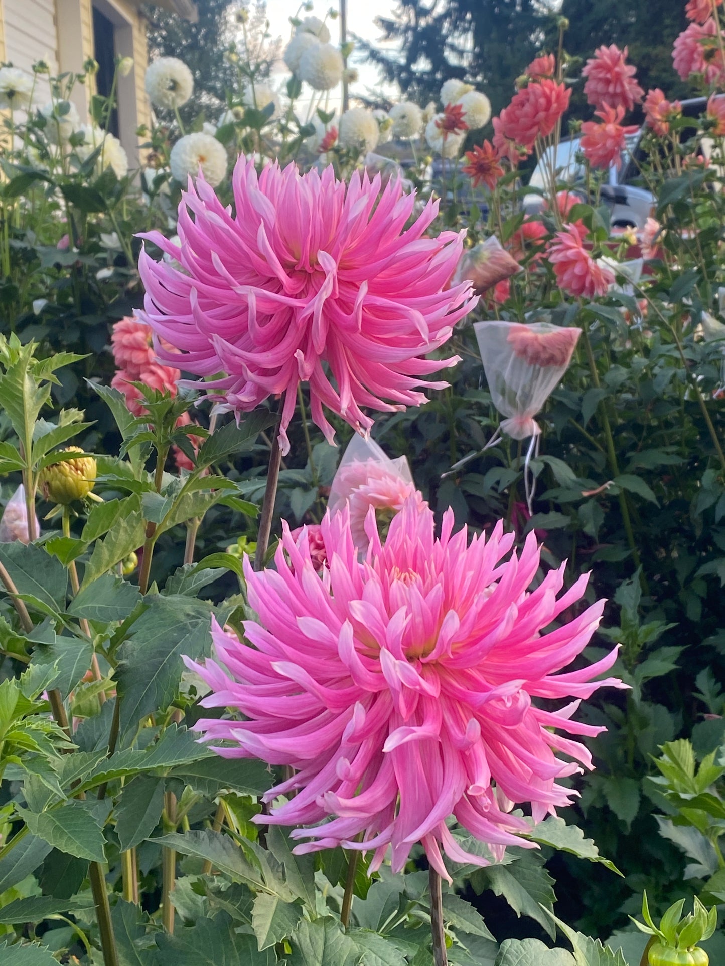 Hollyhill Cotton Candy