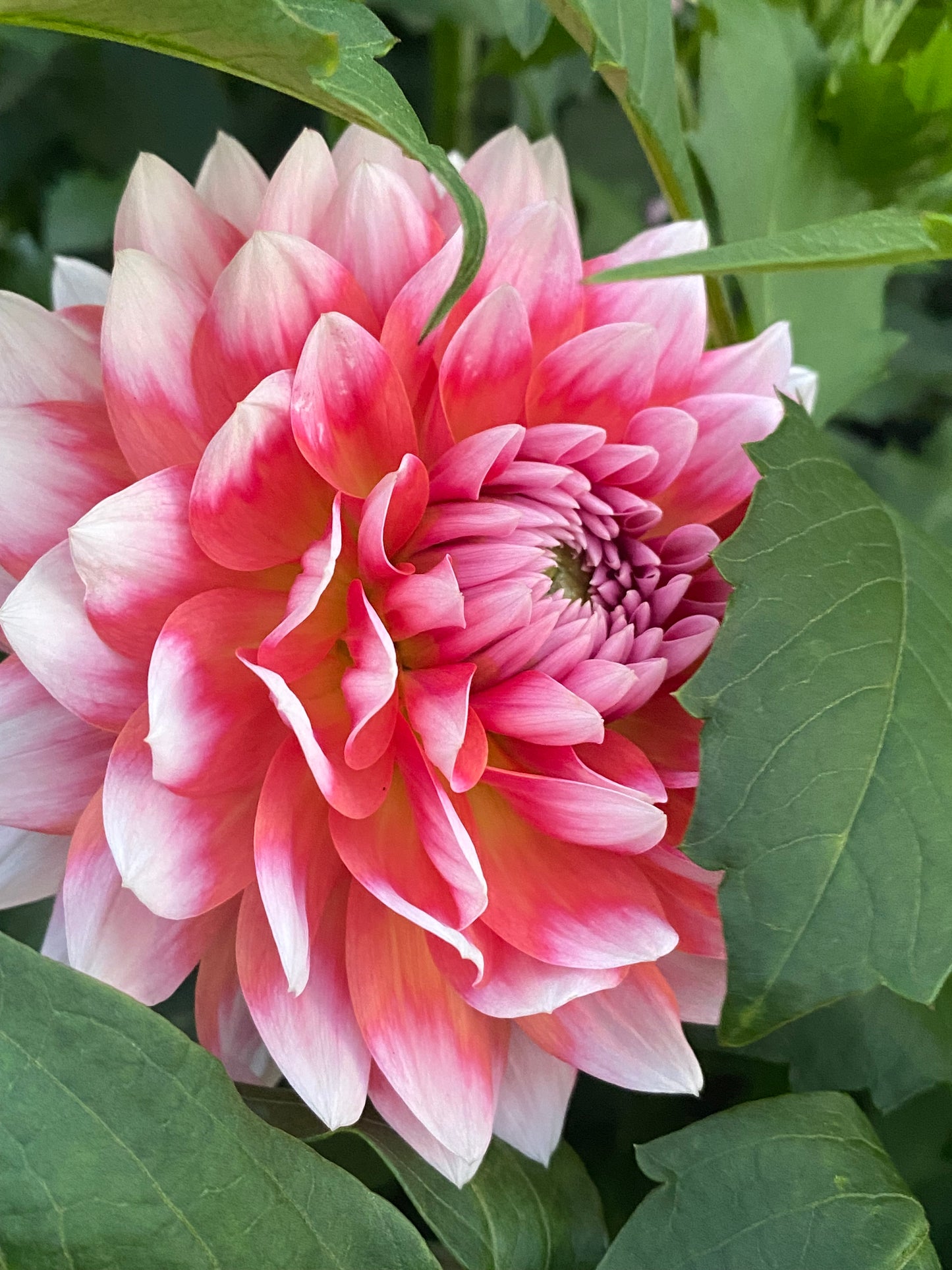 Summit Festival Tuber