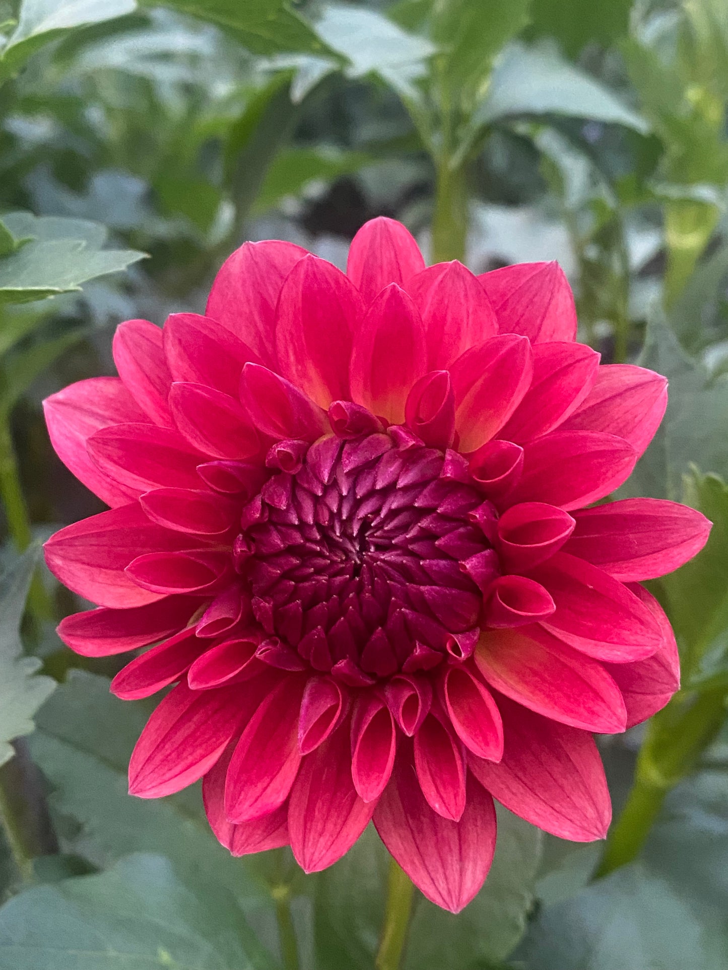 Bloomquist Footloose