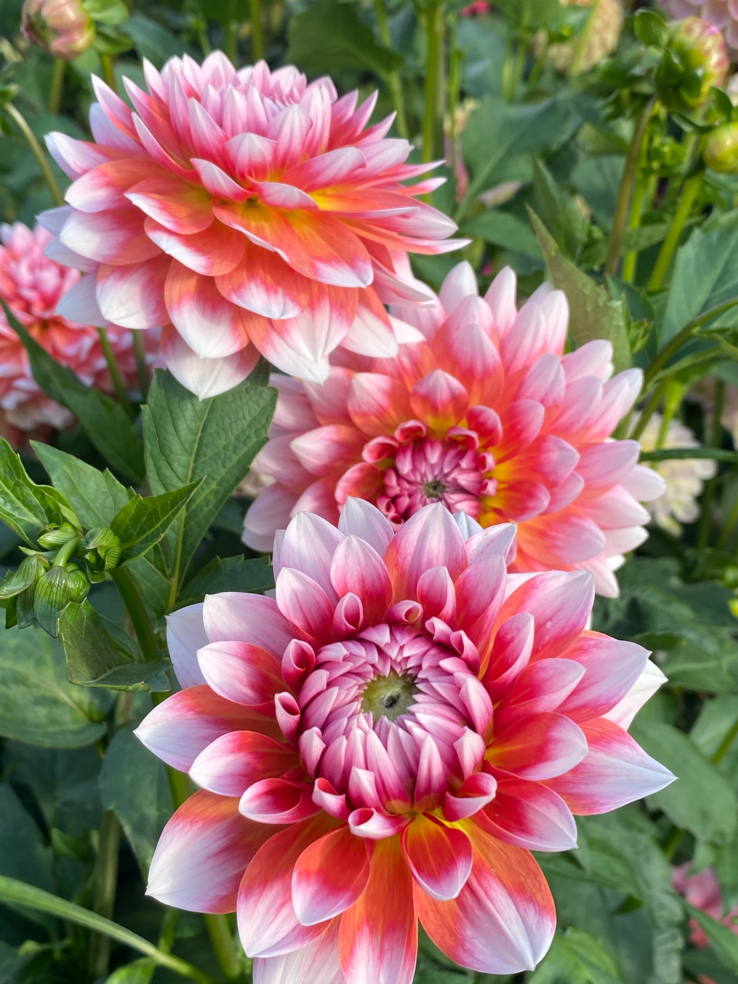 Summit Festival Tuber