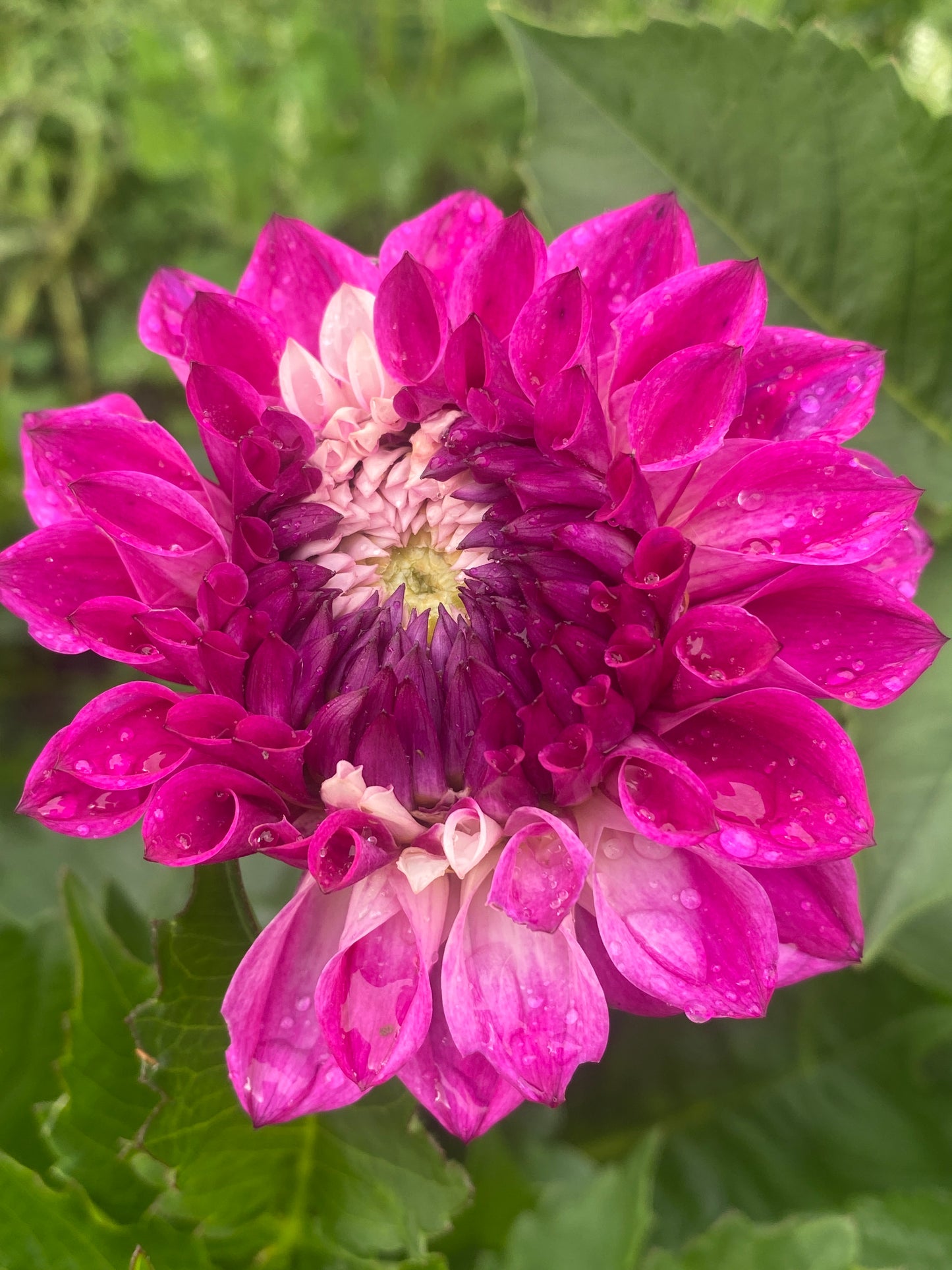 Hollyhill Double Take