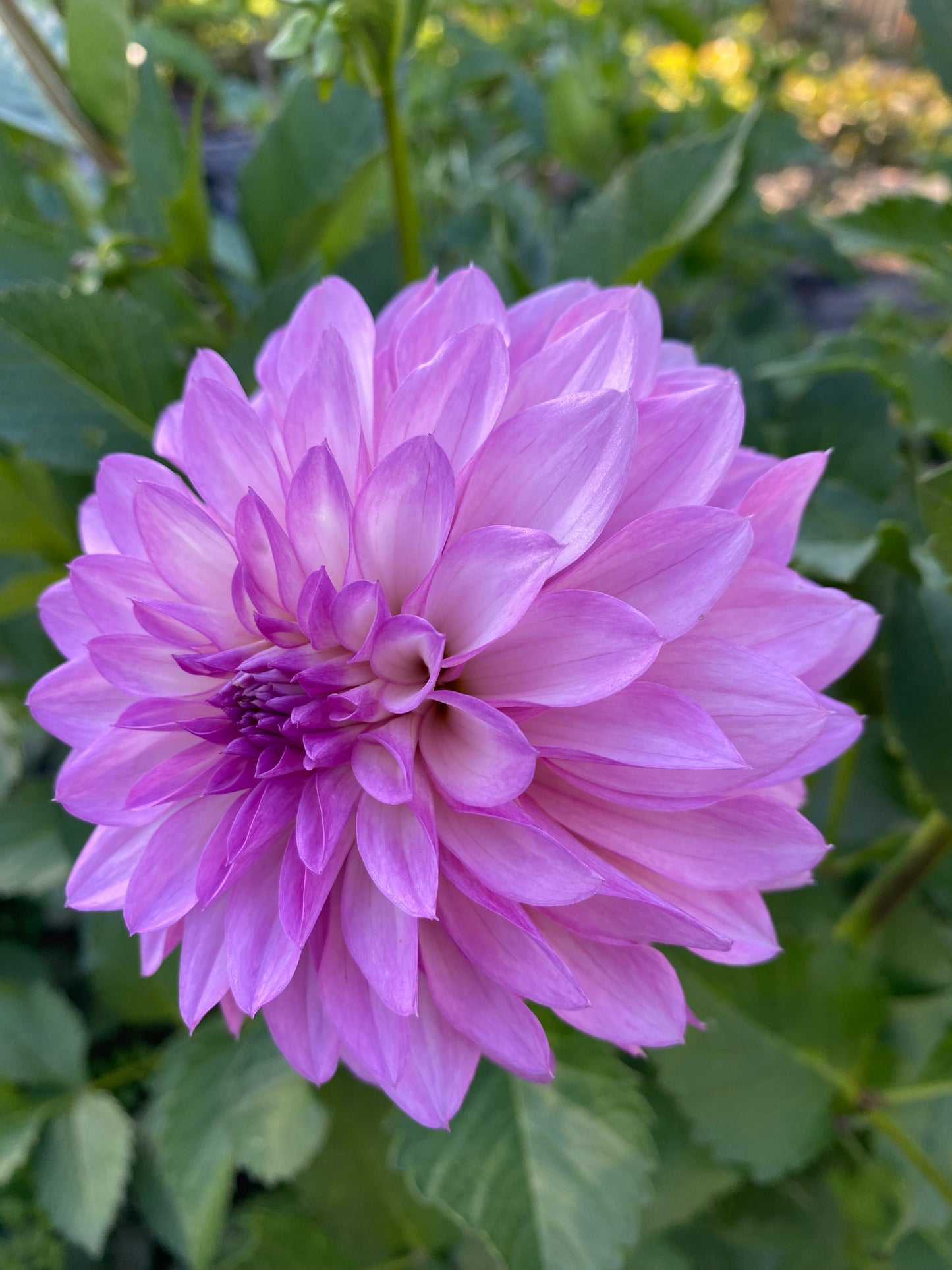 Bloomquist Fantastic