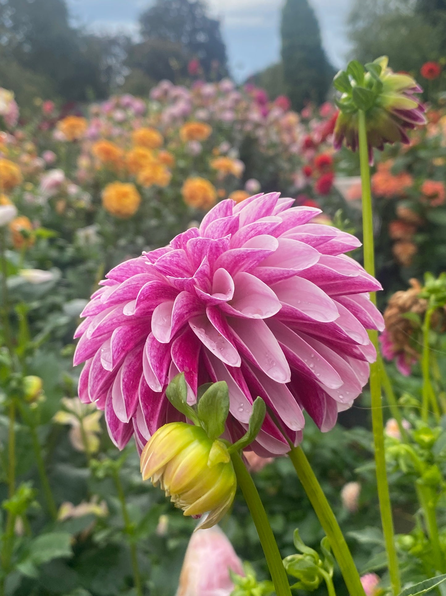 Salish Twilight Girl