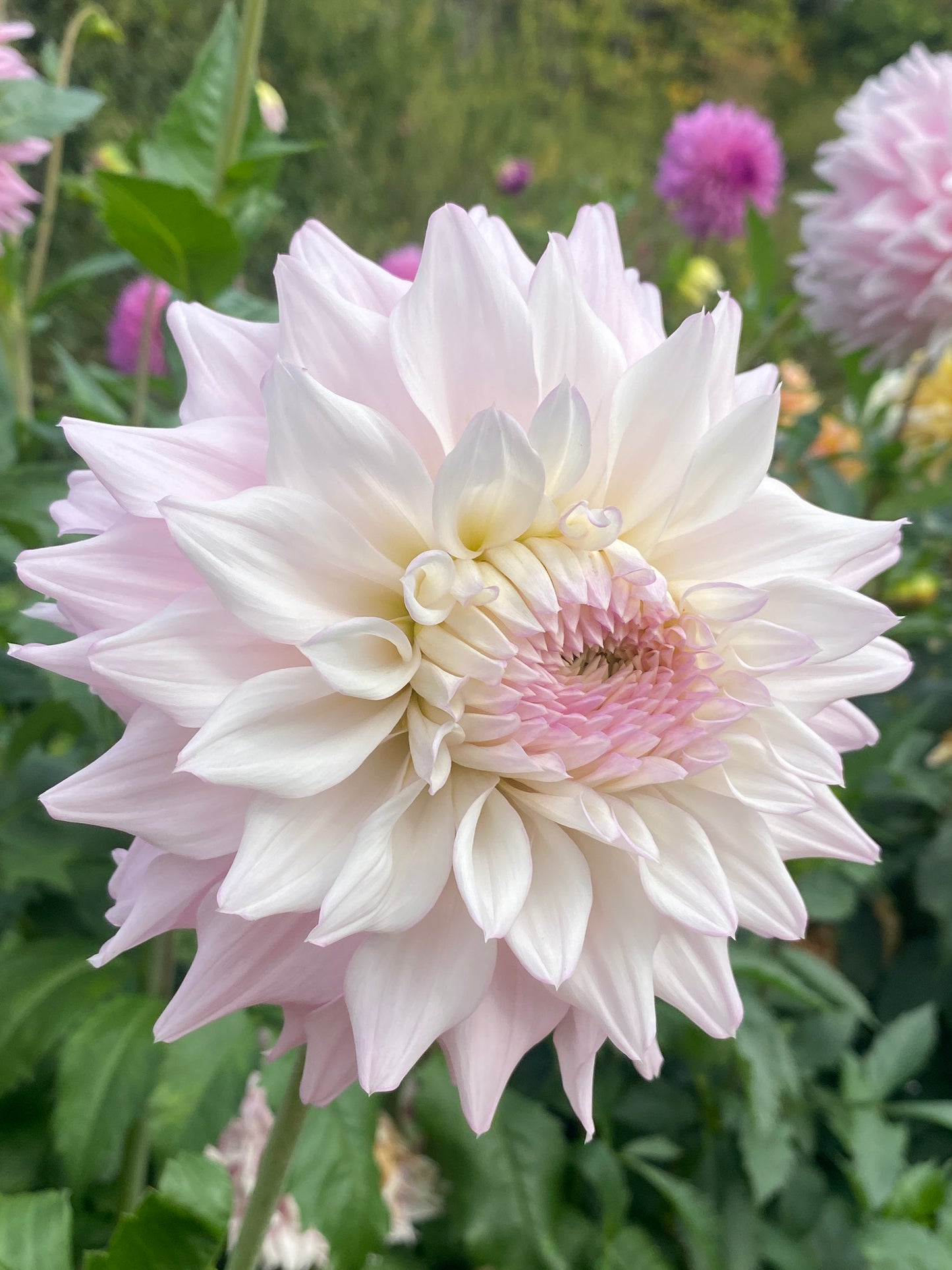 Lee's Blushed Charmeuse