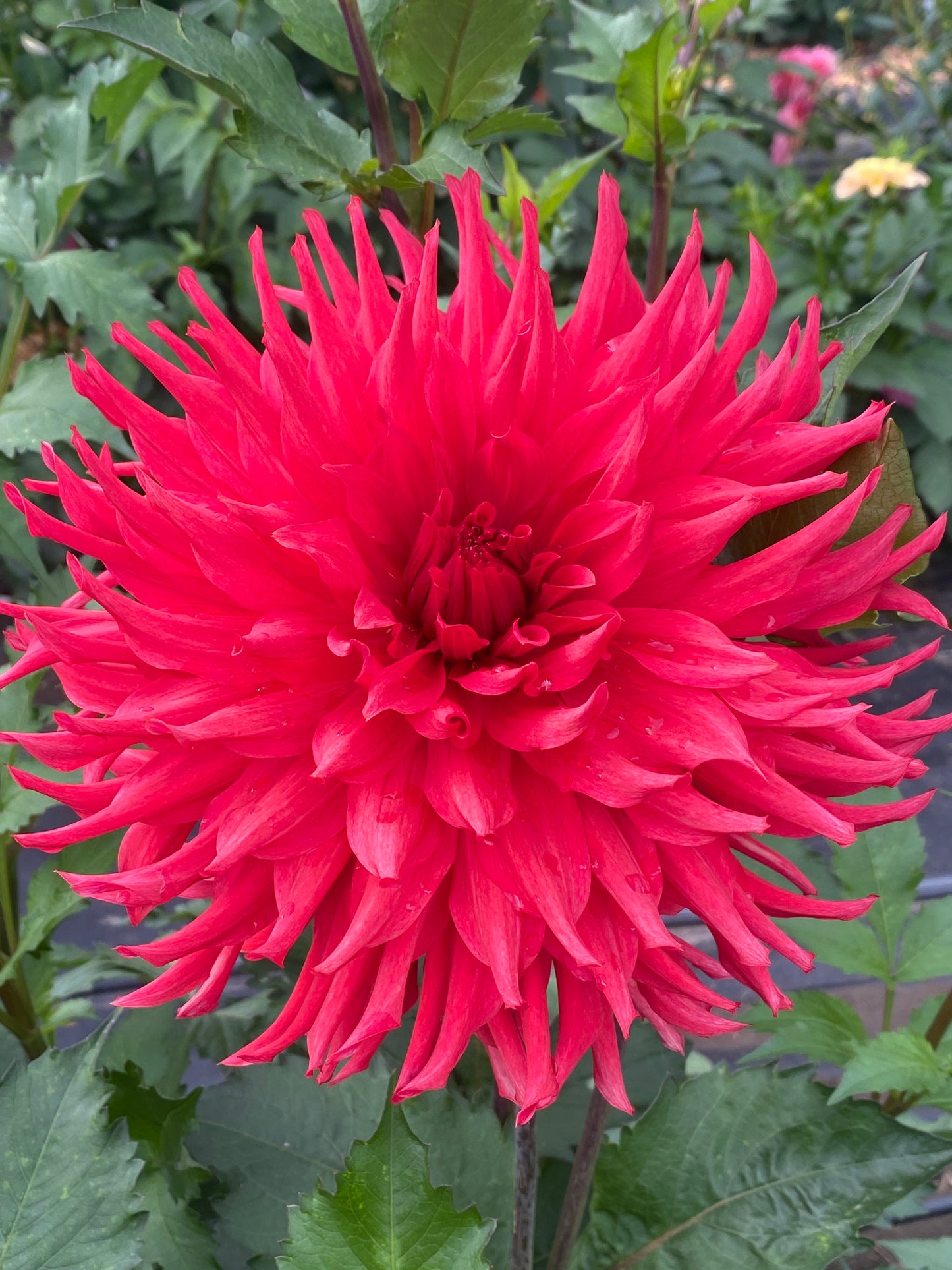 River's Dumpster Fire