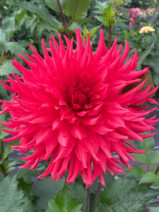 River's Dumpster Fire