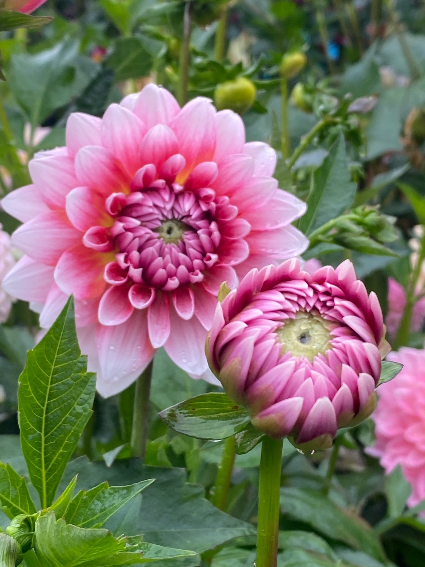 Summit Festival Tuber