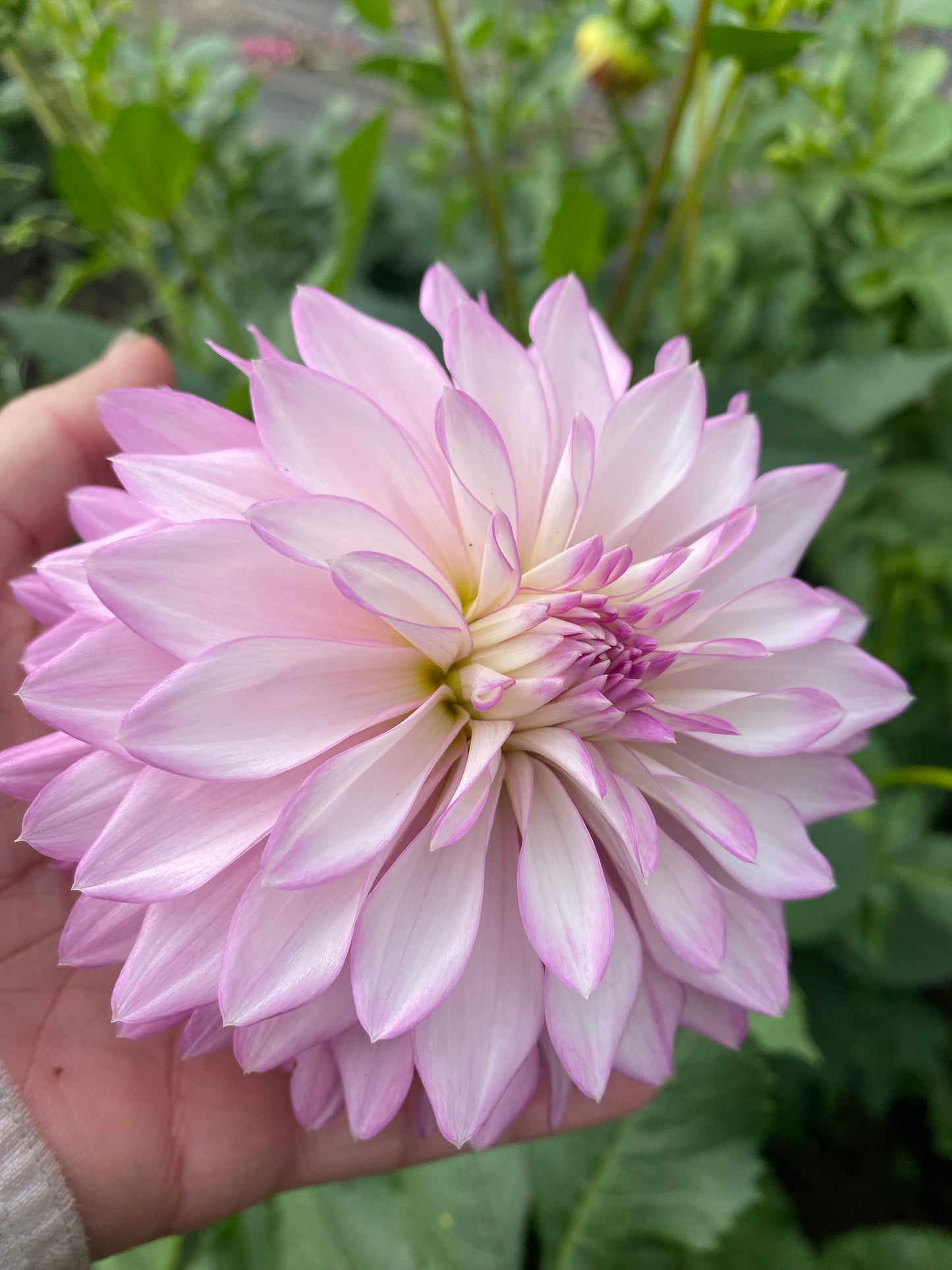 Bloomquist Fantastic