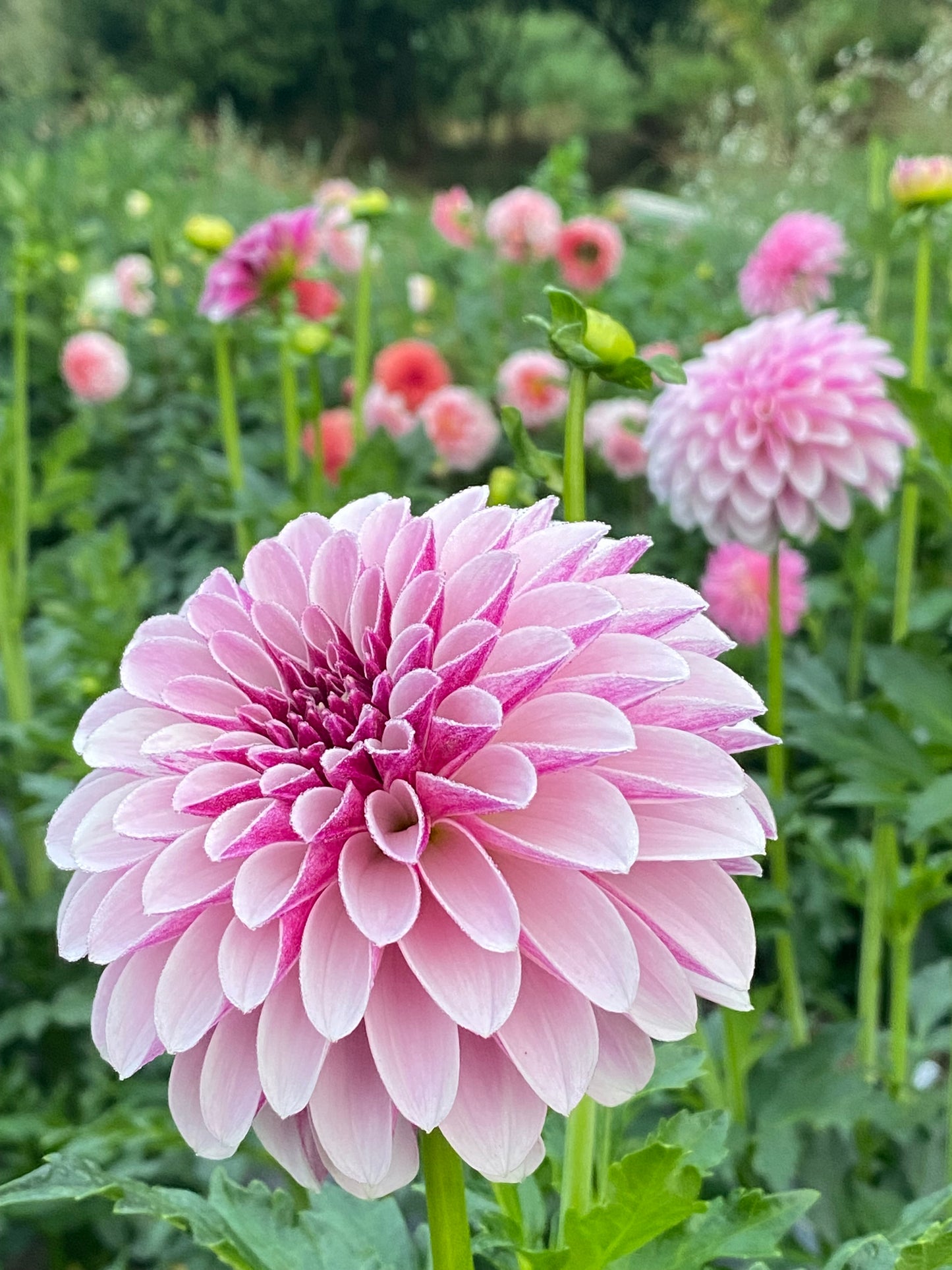 Salish Twilight Girl