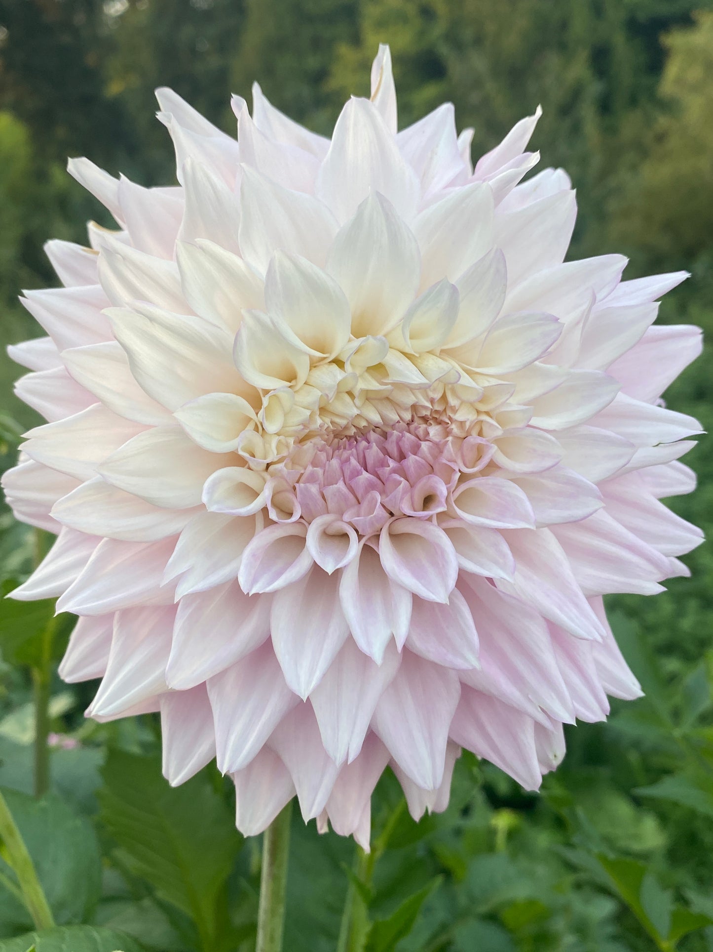 Lee's Blushed Charmeuse