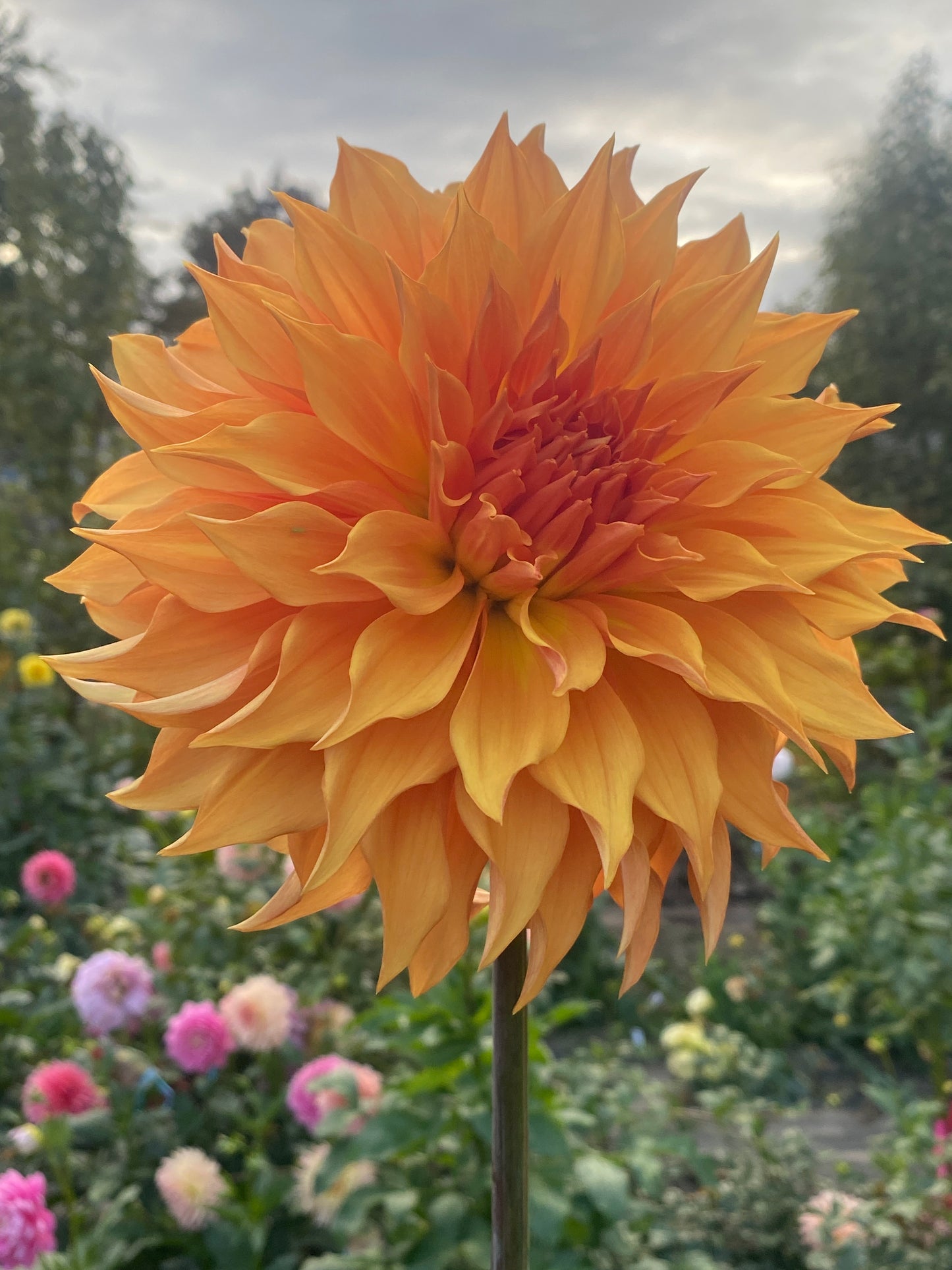 Bloomquist Snickerdoodle