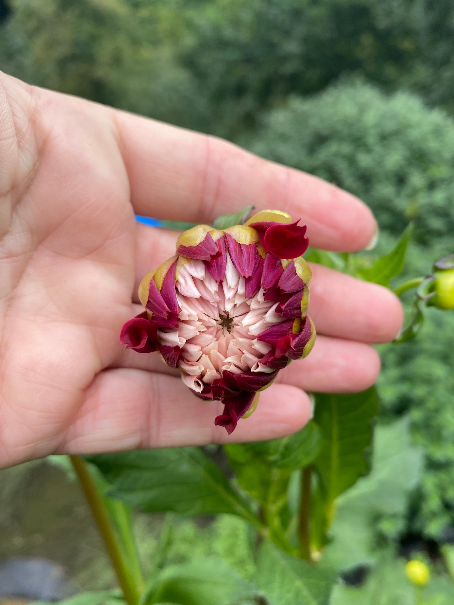 Hollyhill Double Take