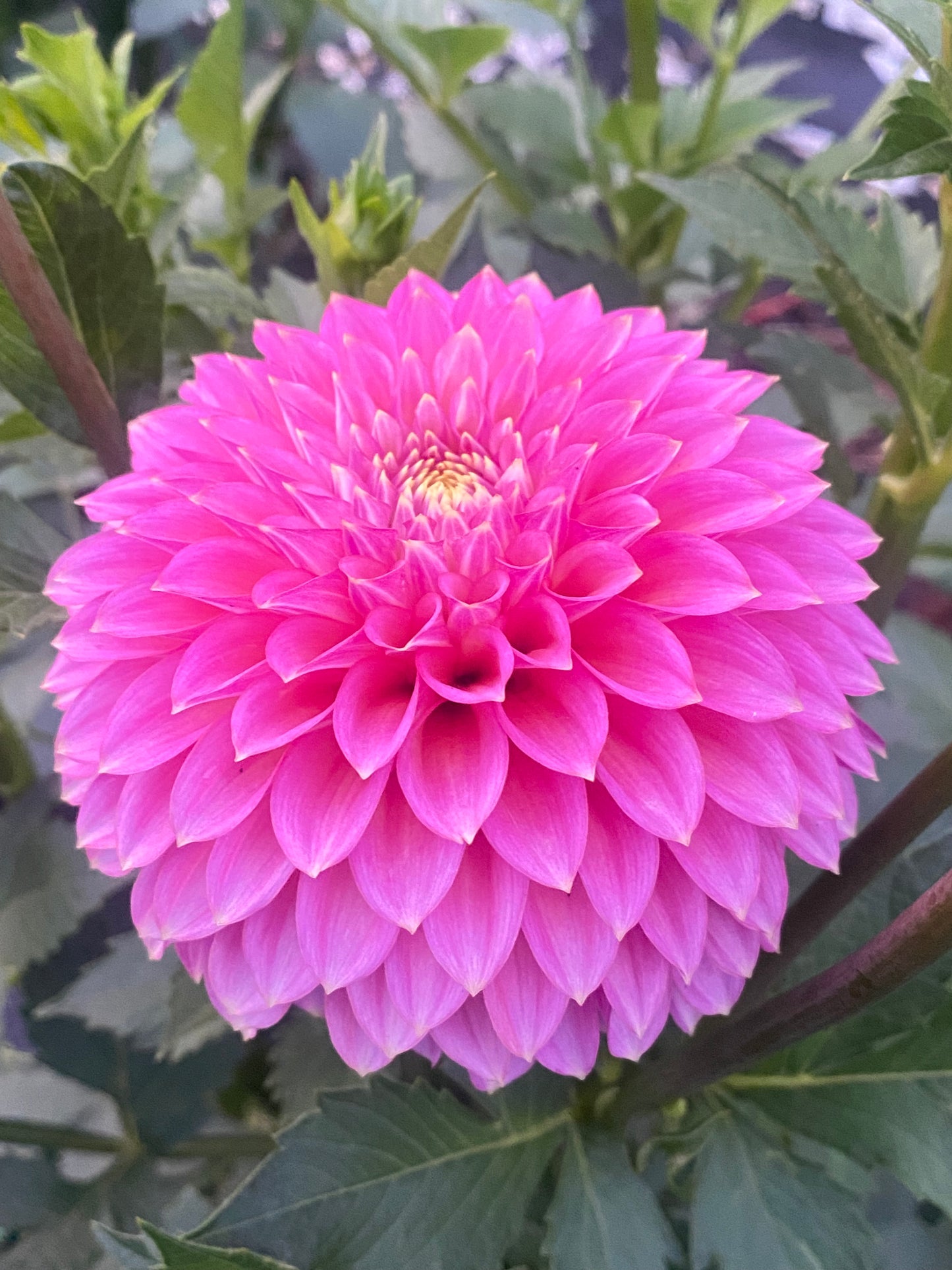 Skipley Spot of Gold