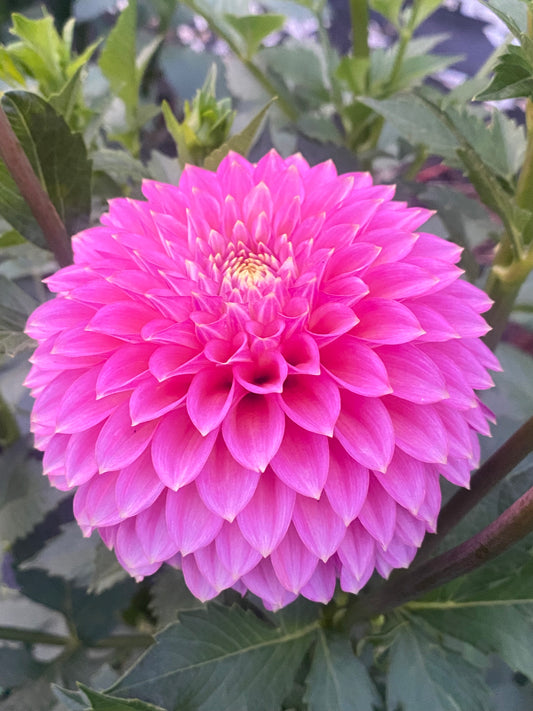 Skipley Spot of Gold