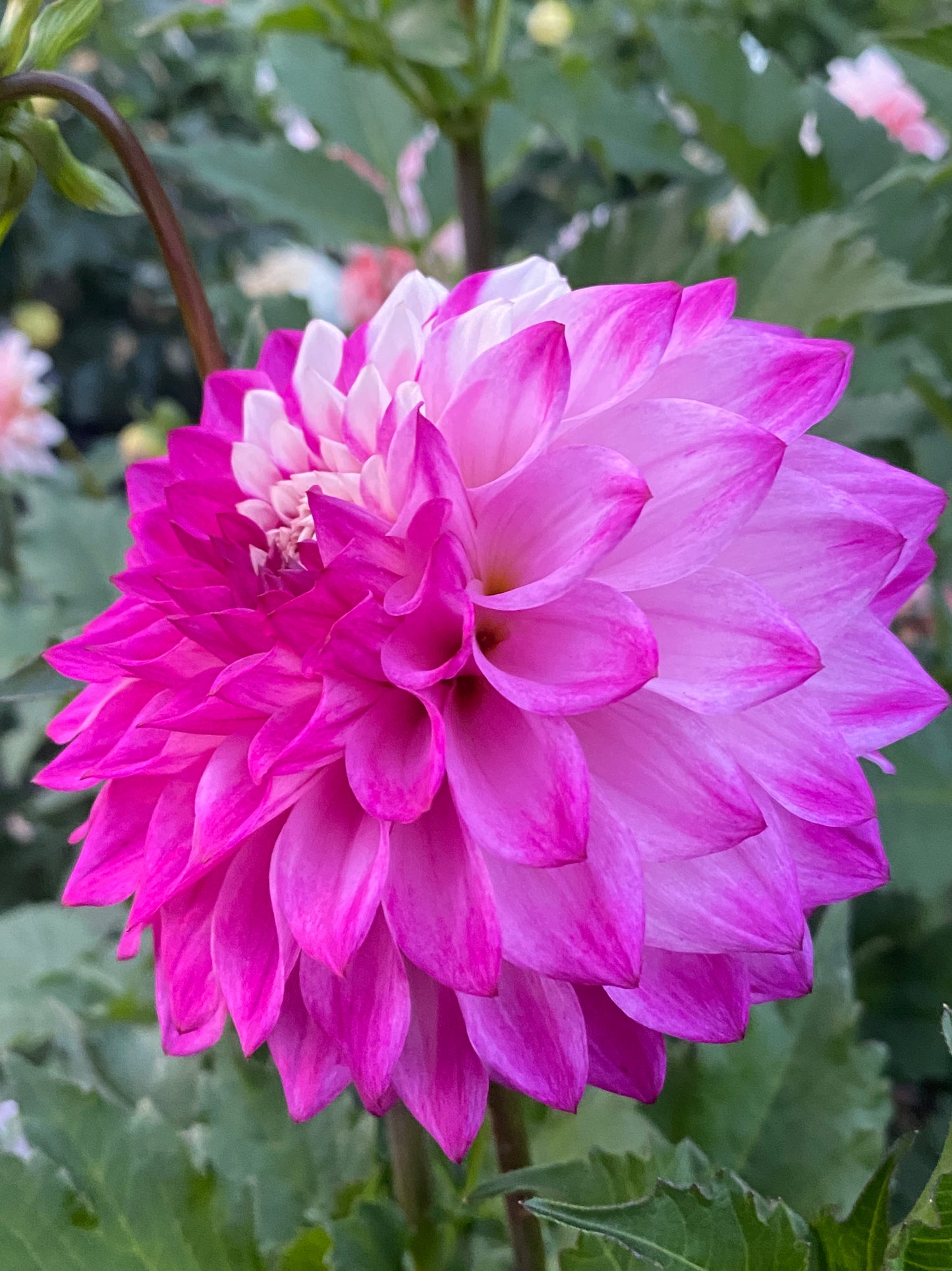 Hollyhill Double Take