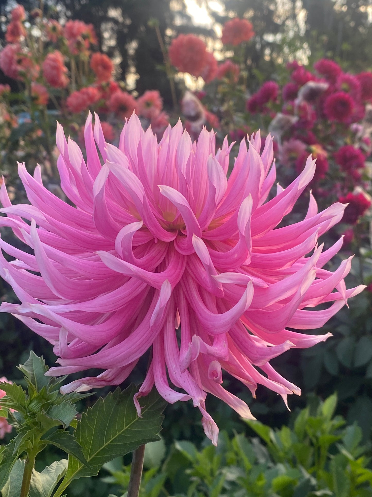 Hollyhill Cotton Candy