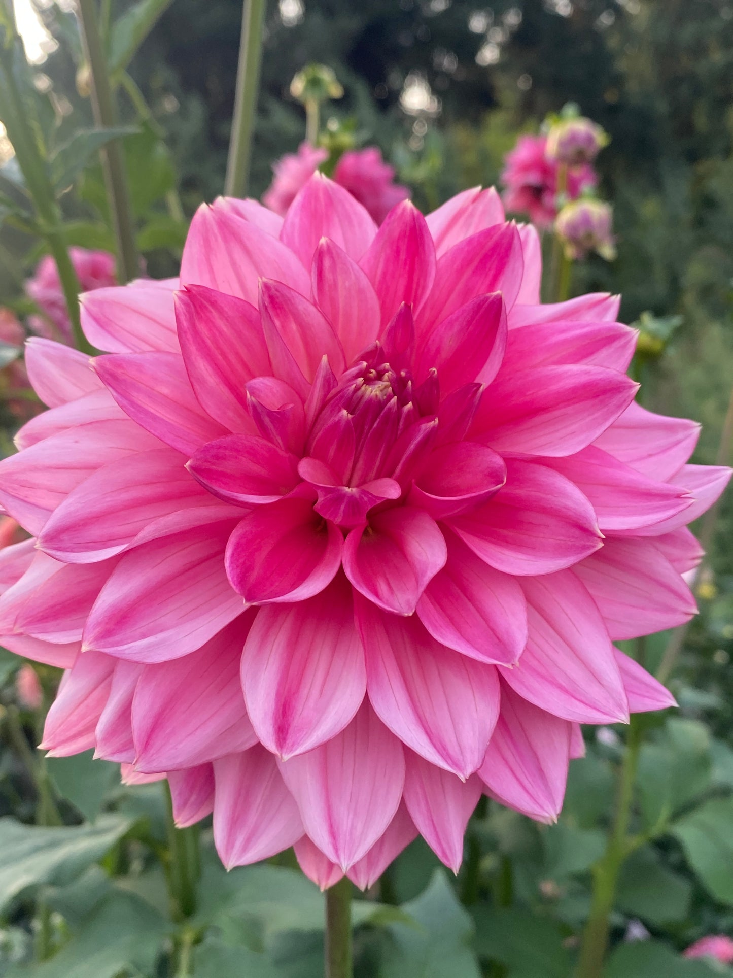 Lee's Watermelon Granita