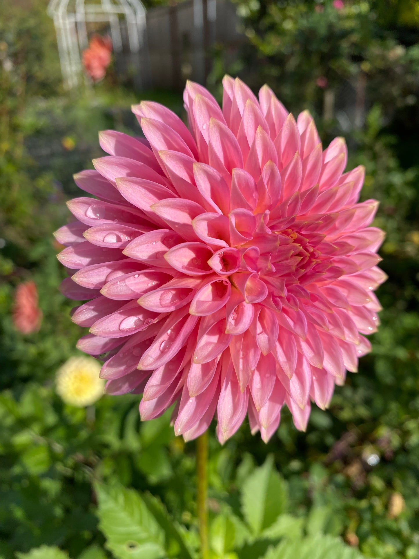 Bloomquist Pink Parfait