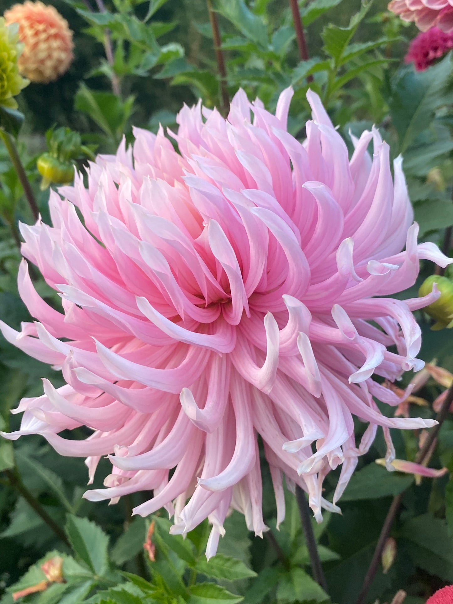 Hollyhill Cotton Candy