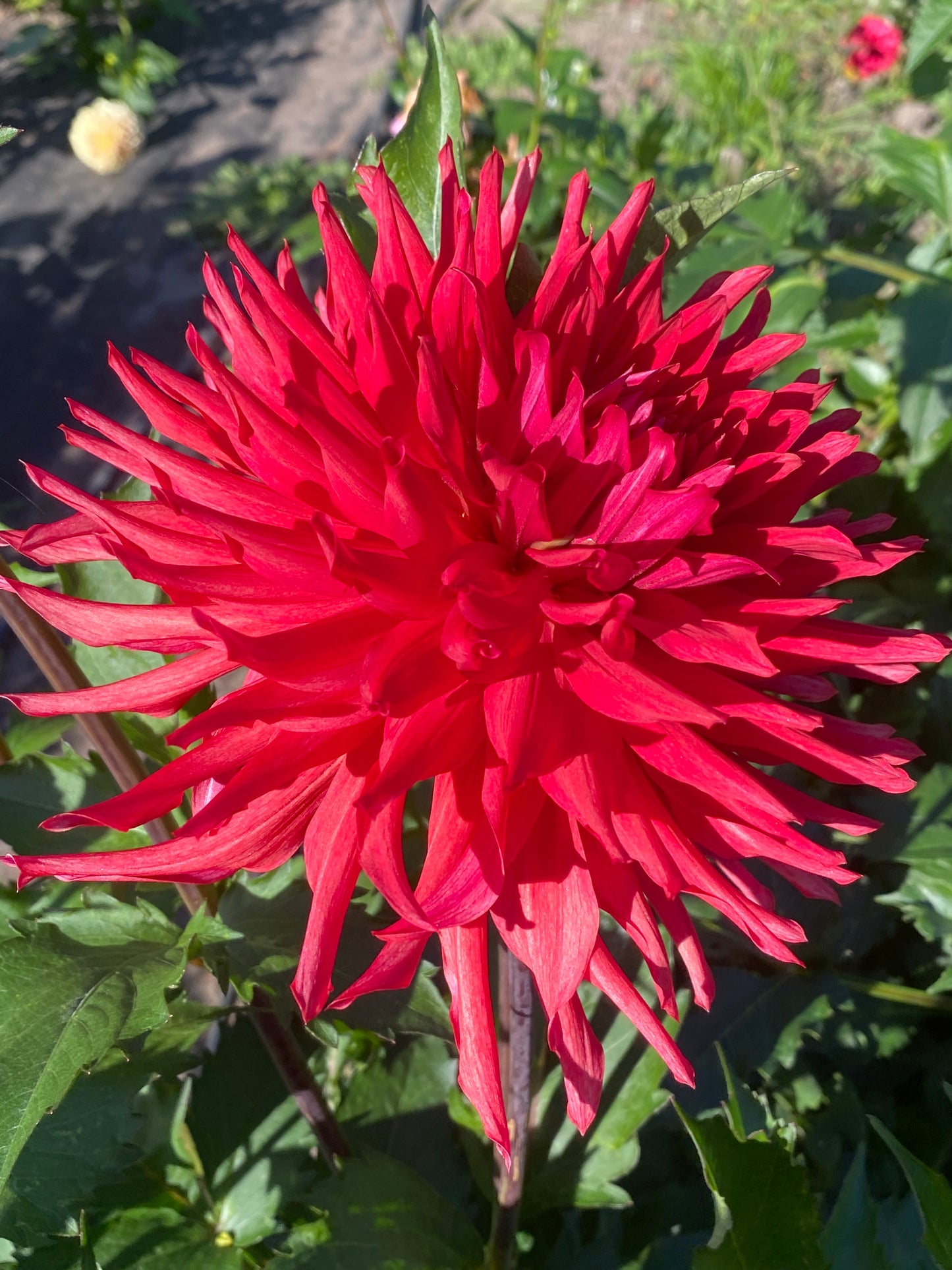 River's Dumpster Fire