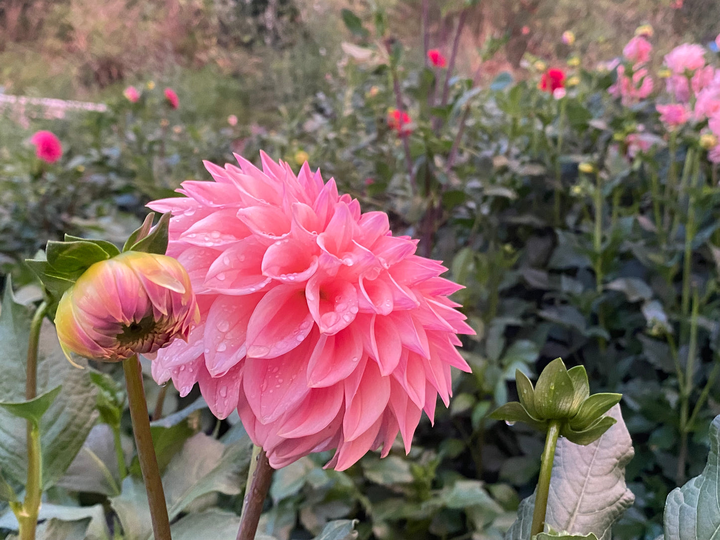 Bloomquist Alan Tuber