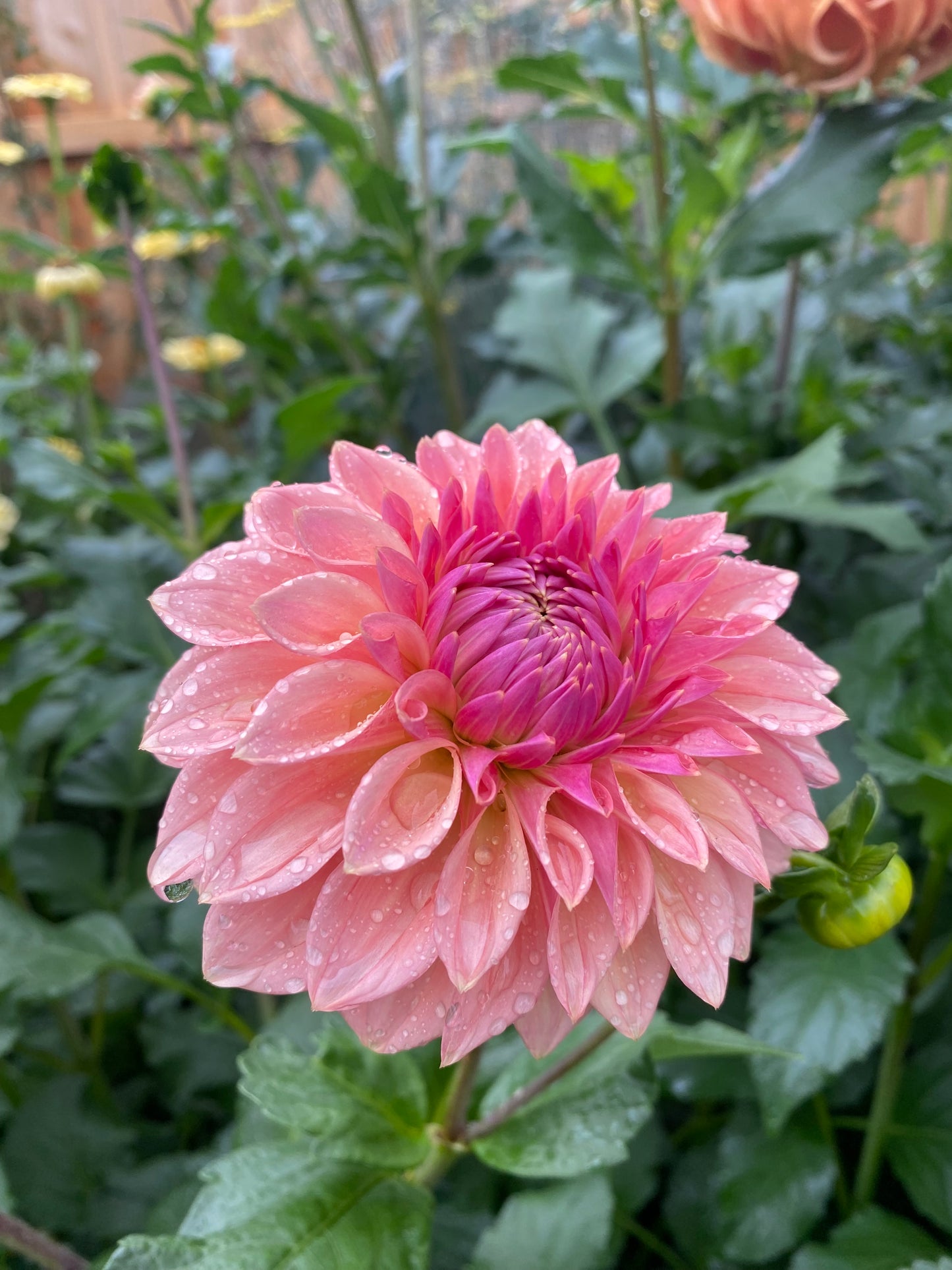 Bloomquist Alan Tuber